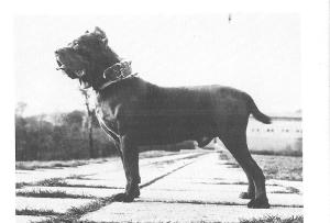 mastino002