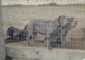 ardolinopups