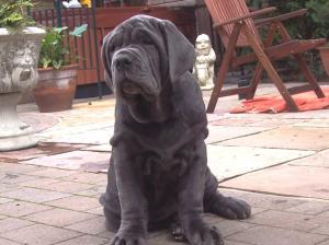 Copy of Hartu and Circe pups 3 months old (1)