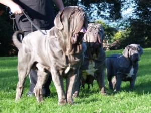 Dogs 28 10 2006 177