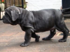 26 07 2008 pups 003