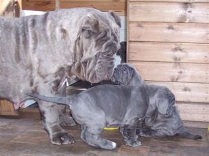 pups LUNA X VELENO 02 06 2007 047