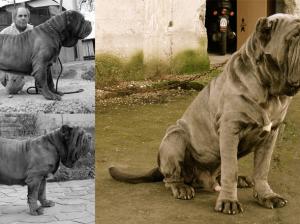squarcione4