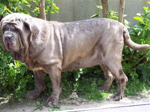 04062006.dogs 094