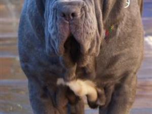 dogs17 12 2006 051