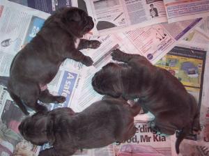 Luna x Veleno pups 8 5 2007 004