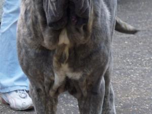 dogs 20 5 2007 053