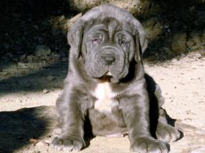 cuccioli25