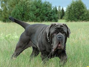 Kleopatra