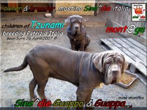 Sine^die Guappo & Guappa,,, owner & breeder,,, breeding mastino Sine^die italia,,,