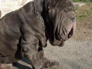 bigio