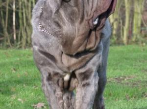 dogs 28 01 2007 047
