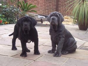 Copy of Hartu and Circe pups 3 months old