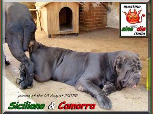 Siciliano & Camorra,,,  03 Agosto 2007 accoppiamento,,,,