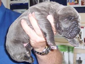 pups Allegra 01 06 2007 004