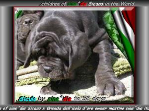 Siculo son of sine^die Sicano owner mastino sine^die italia ox