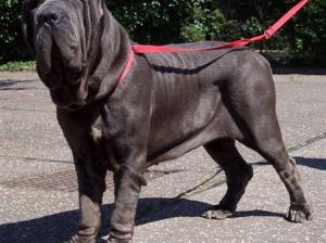 dogs 02 07 2006.a 028