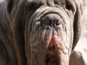 dogs 20 5 2007 085