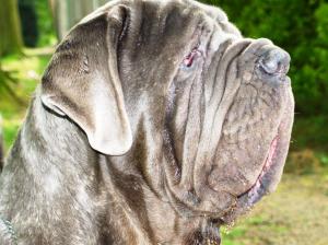 09 05 2008 dog show 023