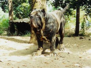 goliath