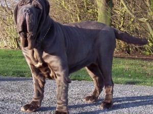 Dona Chi of Rayvonley 01 01 2007 (1)