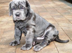 26 07 2008 pups 053