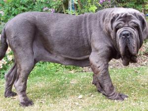 dogs 09 07 2006.a 007