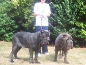 Dogs 29 07 2006.aa 111