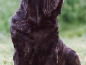 ovidio
