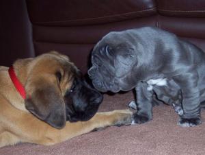 Rayvonley Tonino (4 weeks 4 days with my sisters 11 week old mastiff
