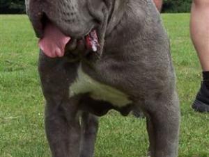 Bella age 8 months