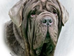 Photo106Dog65Web
