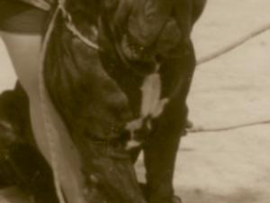Nerone