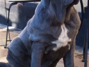 dogs17 12 2006 048