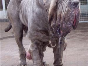 dogs 26 5 2007 167