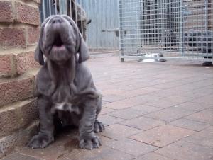 pups LUNA X VELENO 06 06 2007 022