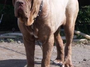 Patrizio Ardolino 12 months old
