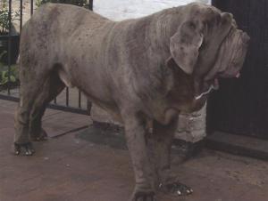 dogs 26 5 2007 146