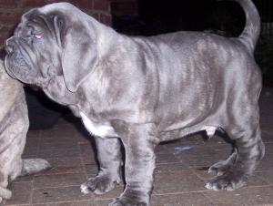 Luna puppies 15 06  2007 037