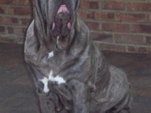 dogs 26 5 2007 133