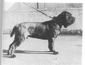 mastino003