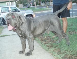 heracles2