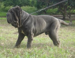 moloso