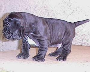 caos_puppies_6weeks_male1_pick2