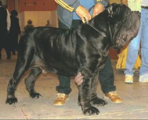 normal_brigantedelcastellaccio