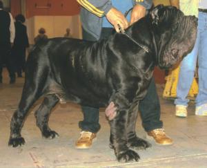 brigantedelcastellaccio