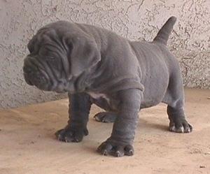caos_puppies_6weeks_female_gray