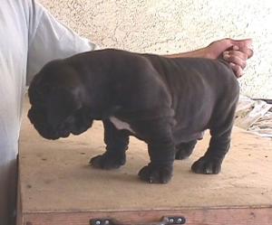 caos_puppies_6weeks_male1_pick3