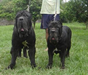 barone y athena