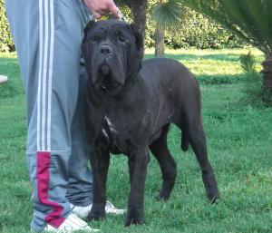 cassiopea